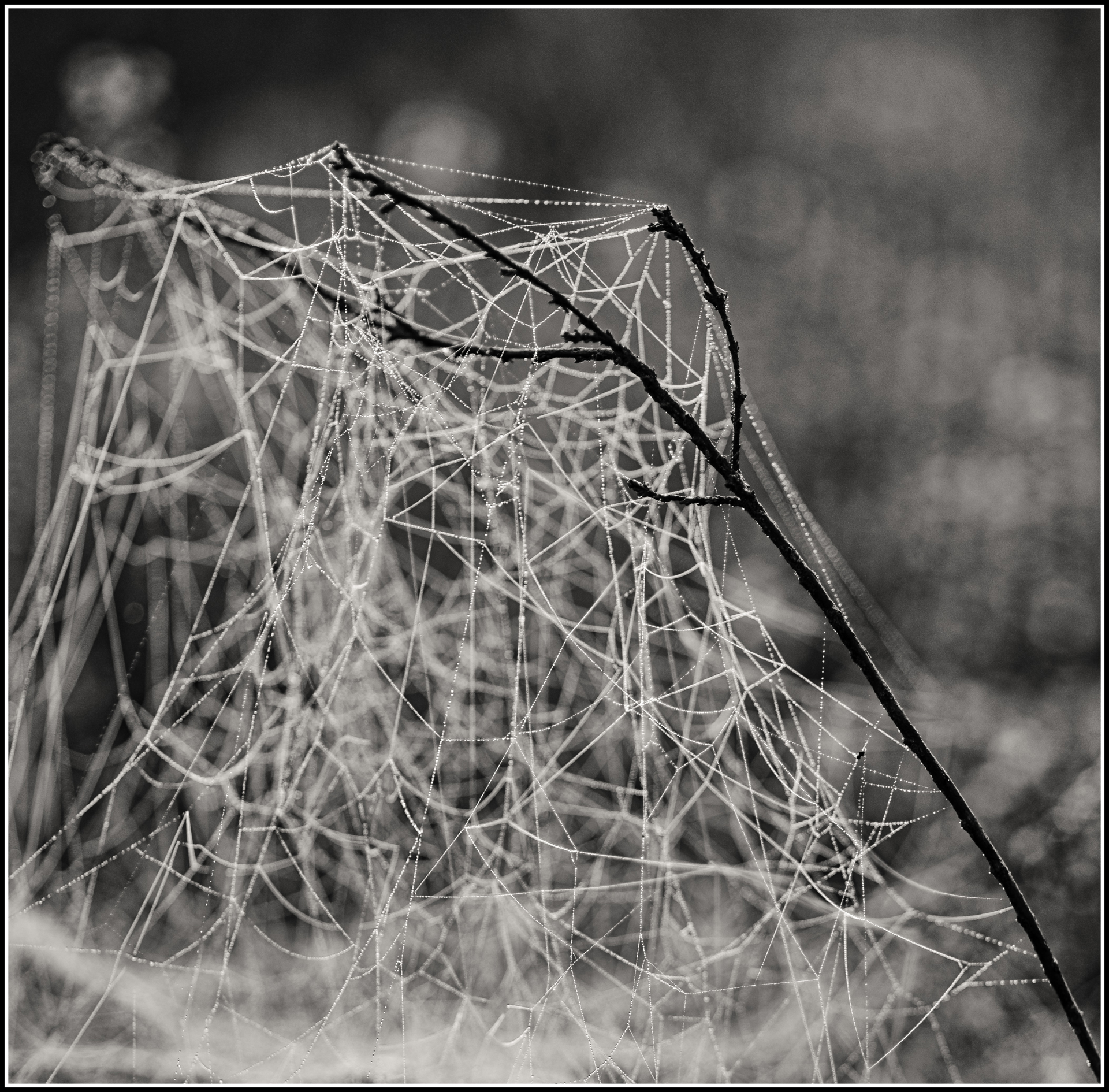 Spinnennetz Heide
